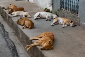 Bombay High Court, Street Dogs