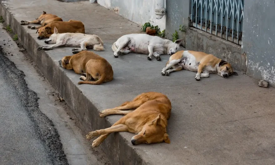 Bombay High Court, Street Dogs