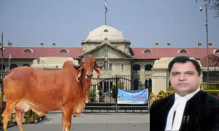 allahabad HC, Justice Shamim Ahemad, Cow