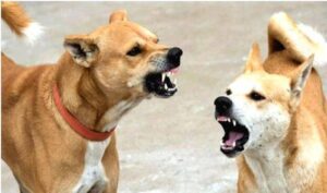 stray-dogs, Supreme Court