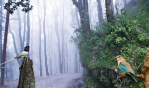 Nainital Bird Sanctuary