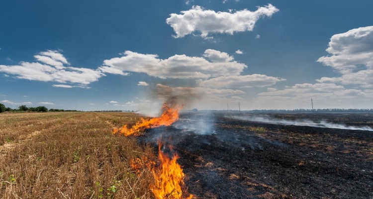 Parali Burning