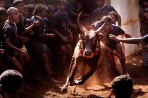 Jallikattu, Supreme Court