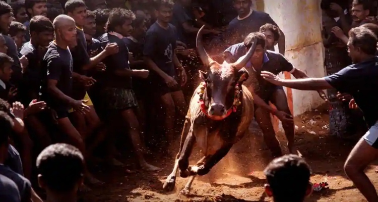 Jallikattu, Supreme Court