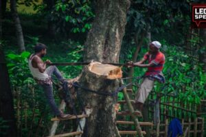 Delhi High Court, Tree Cutting