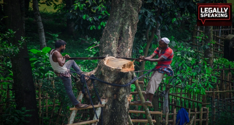 Delhi High Court, Tree Cutting