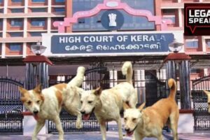 Kerala High Court, Stray Dogs