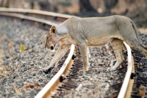 Lions, Gujarat