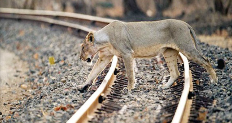 Lions, Gujarat